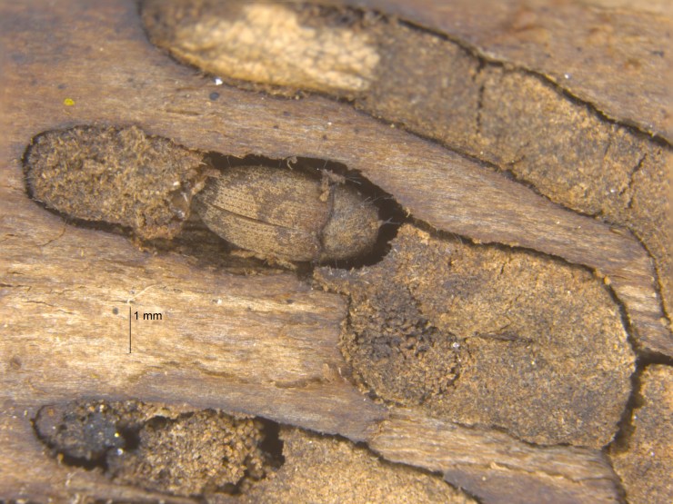 Bark_beetles1