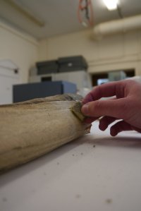 Cleaning with the rubber smoke sponge