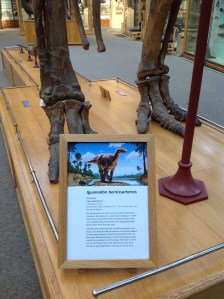 The new Iguanodon on display at the dinosaur's feet