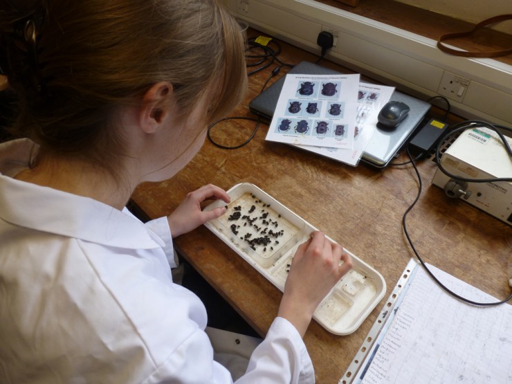 Maria sorting through a dung beetle sample