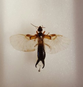 An earwig with wings unfolded