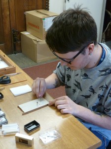 Nigel working on an earwig specimen