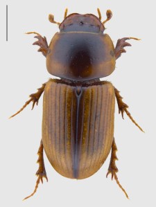 Aphodius lividus