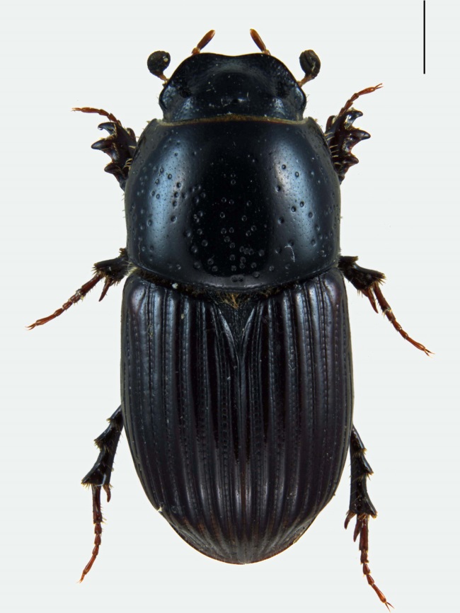 Aphodius subterraneus