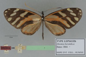 LEPI4132b_heraldica_Bates_dorsal