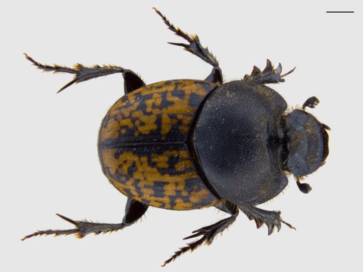Onthophagus nuchicornis male