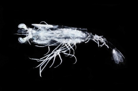 Amphionides small