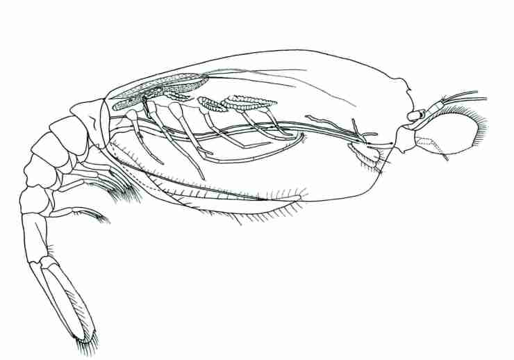 Presumed adult female of Amphionides reynaudii (after Williamson, 1973)