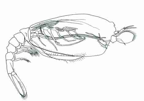 Presumed adult female of Amphionides reynaudii (after Williamson, 1973)