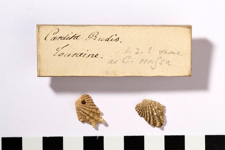 back of a Charles Lyell tablet with the loose fossils detached