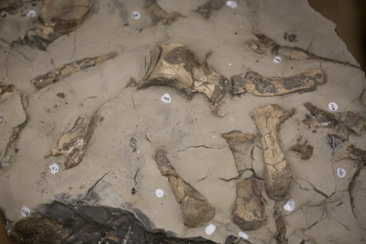 The plesiosaur’s ribs and vertebrae still inside the rock