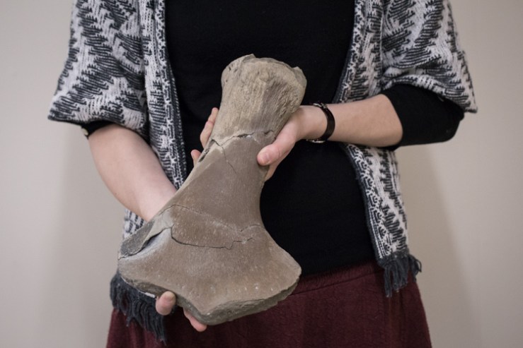 Hilary holds out the plesiosaur’s arm bone (humerus)