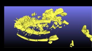 A CT scan of the plesiosaur's skull, which is still inside a clay block