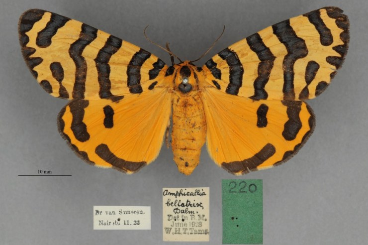 Amphicallia bellatrix displaying the striking warning colours which give it the name bellatrix meaning warlike, ferocious or warrioress.