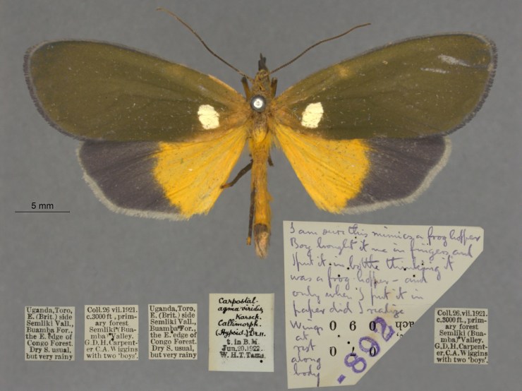 Photo of Carpostalagma viridis and its labels. The large label second from right reads: ‘I am sure this mimics a frog hopper. Boy brought it me in fingers and I put it in bottle thinking it was a frog hopper – and only when I put it in paper did I realise. Wings at rest along body.’