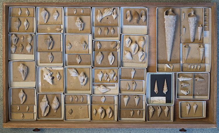 Drawer of Lyell gastropods