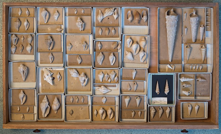 Drawer of Lyell gastropods