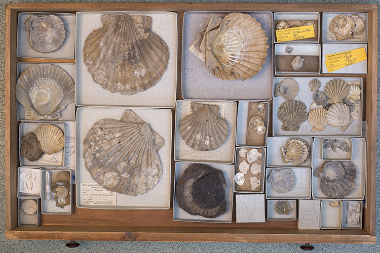 Image of drawer of pecten shells collected by Charles Lyell