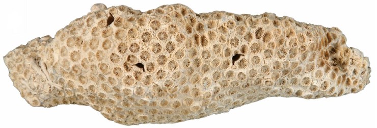 Three dwellings on a fossil coral from the lower-middle Pleistocene. Found in Palm Beach County, Florida. A close-up of one pit can be seen at the top of this post.