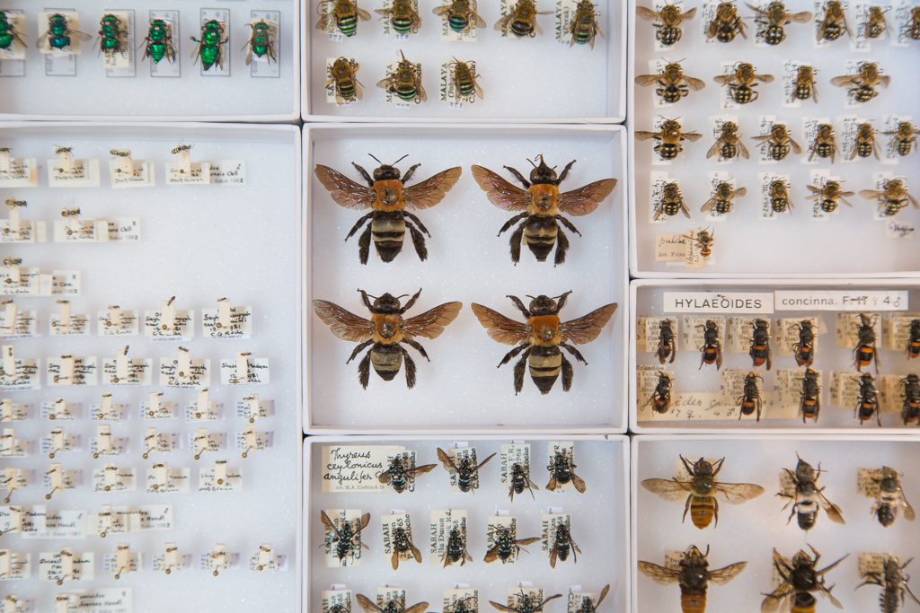 Presenting… the wonderful diversity of bees – More Than A Dodo