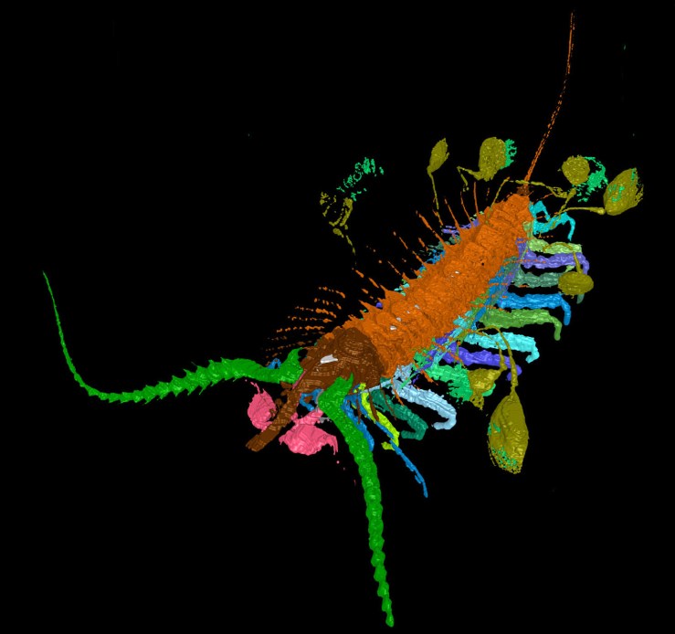 Kite runner. Anterior oblique.The arthropod Aquilonifer spinosus