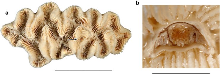 Modern cryptochirid crab in its coral home