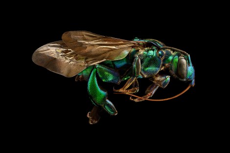 Orchid Cuckoo Bee (Exaerete frontalis) from Brazil. Length: 26 mm 