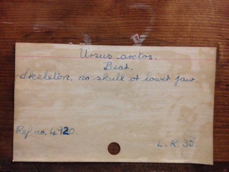 Lured in by Life Collection labels; this headless brown bear will soon have a new home.