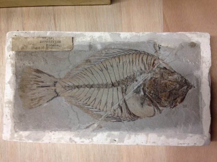 Amphistium fossil fish; an early relative of the flatfish and part of the Earth collection