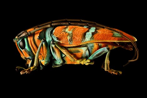 Microsculpture