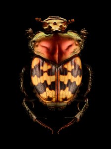 Splendid-necked Dung Beetle (Helictopleurus splendidicollis). From Madagascar. Length: 10 mm