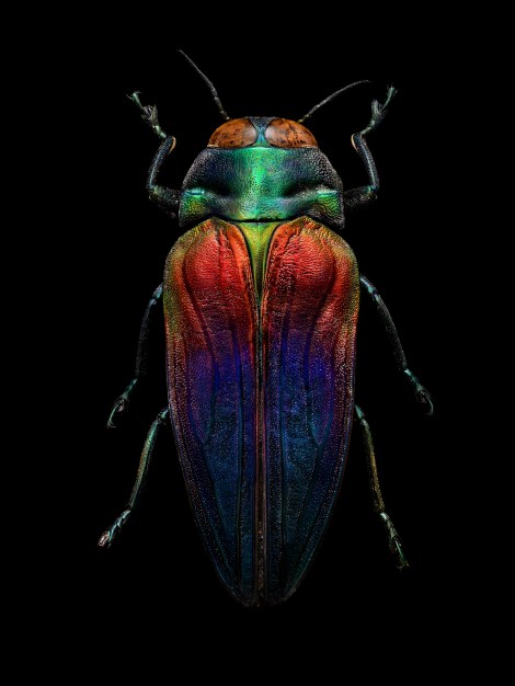 Tricolored Jewel Beetle (Belionota sumptuosa), collected by Alfred Russel Wallace in Seram Island, Indonesia. Length: 25 mm