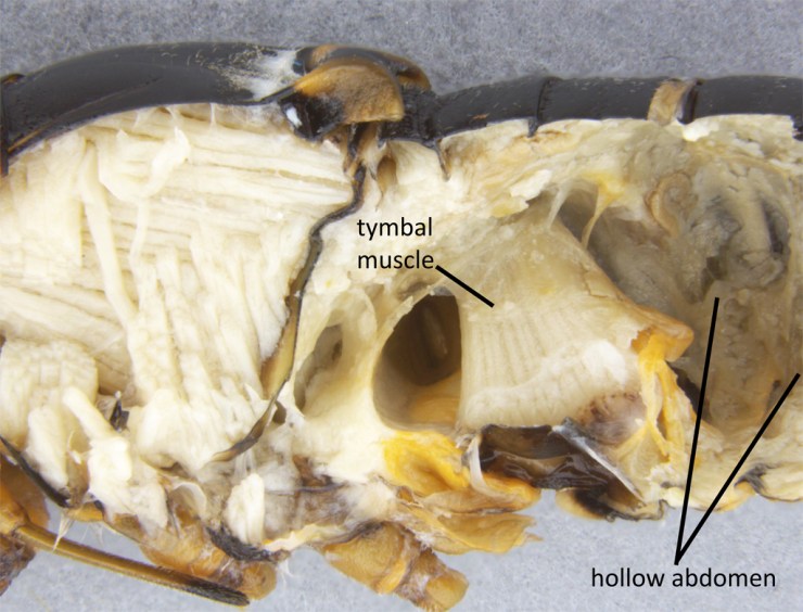 Lateral view of a dissected cicada, Tibicen plebejus. The huge muscle attaches to the tymbal memembrane, and pulls it inwards to generate a loud click. Note that after the large muscle, the abdomen is largely hollow.