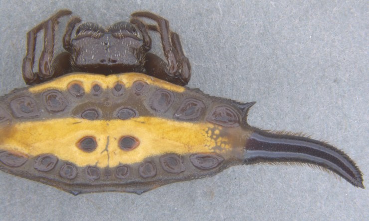 Gasteracantha thorelli has some impressive 'horns'