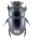 Aphodius fossor