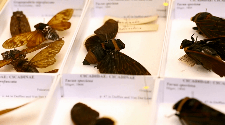 Tropical cicadas from the Museums' collections