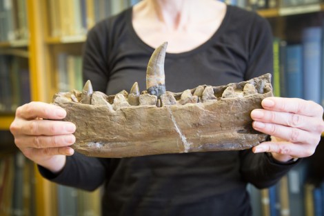 The jaw of the first named dinosaur, Megalosaurus bucklandii, found in Stonesfield, Oxfordshire