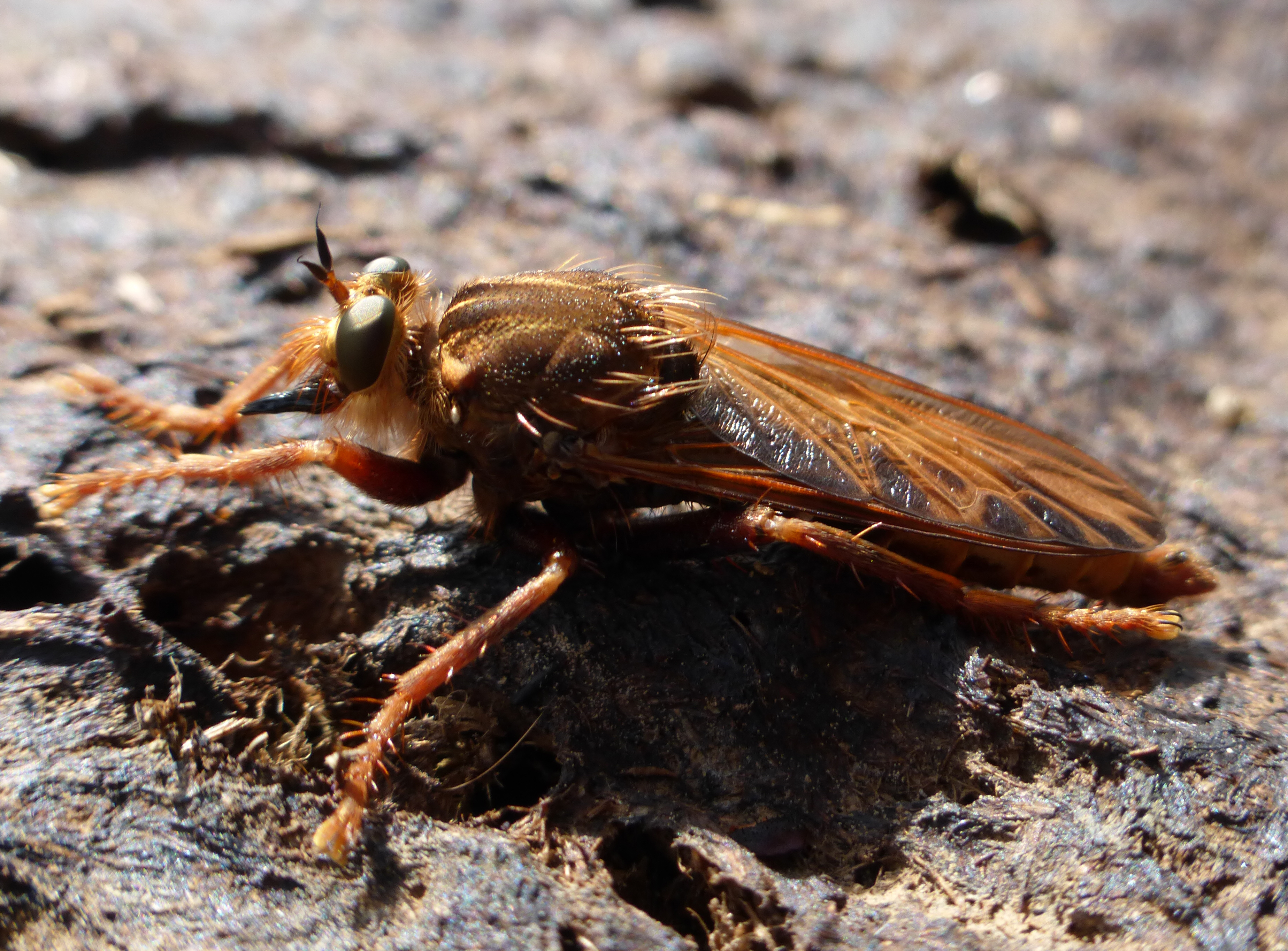Mustachioed Robber Fly