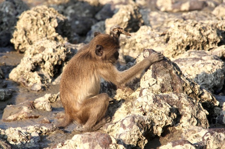 Wild long-tailed macaque using a stone tool at Laem Son National Park, Thailand. Photo by Michael Gumert.