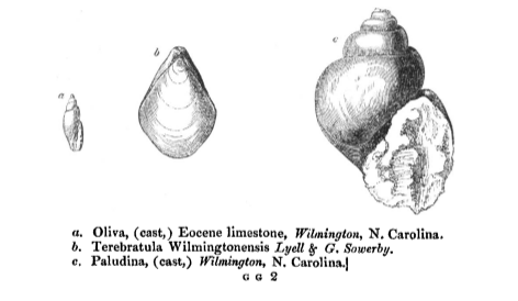 'Observations on the White Limestone and other Eocene or Older Tertiary Formations of Virginia, South Carolina and Georgia' by Charles Lyell, 1845