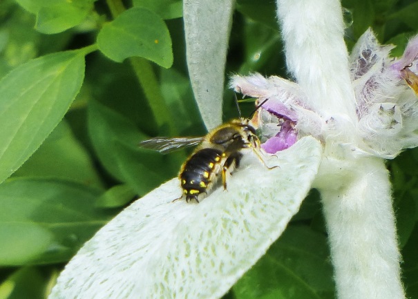 Male Wool Carder Bee on Lamb's ear in the Museum's front garden
