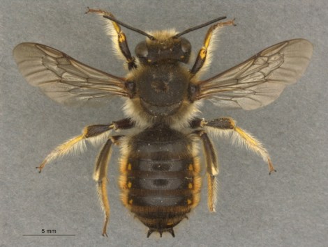 Bee3