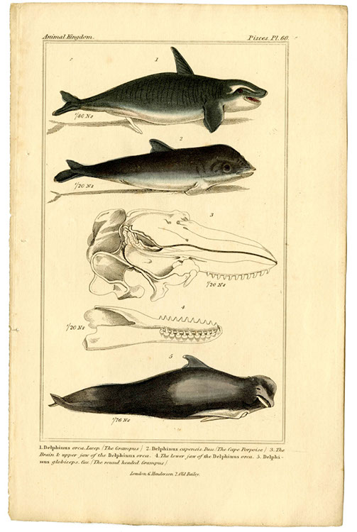 macmanimalkingdompl60