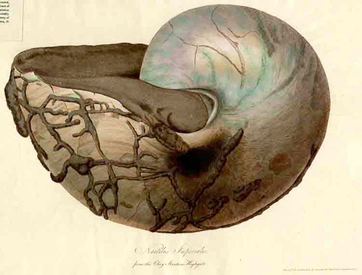 nautilusimperialis-for-web