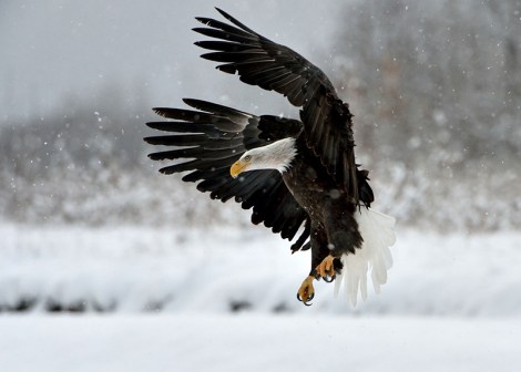 3-landing-on-snow-800px