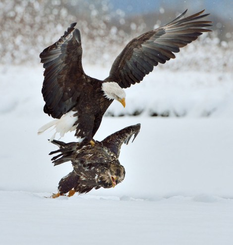 4-adult-attacking-800px