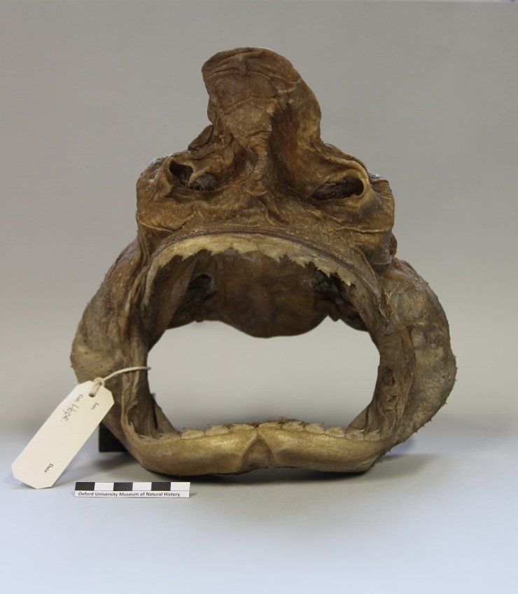 oumnh-zc-17347_echinorhinus_brucus_mark_carnall_01-800px