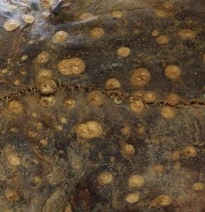 The characteristic brambles of the Spinous Shark, Echinorhinus brucus