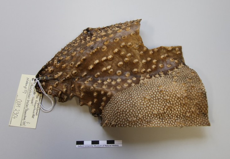 Section of skin previously identified as Bramble Shark but now re-identified as from a Porcupine Ray (Urogymnus asperrimus)