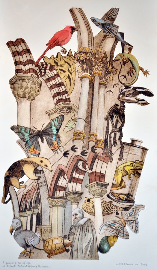Jane Tomlinson - Oxford University Museum of Natural History